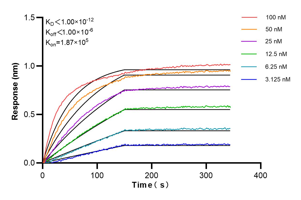 Affinity and Kinetic Characterization of 86219-3-RR
