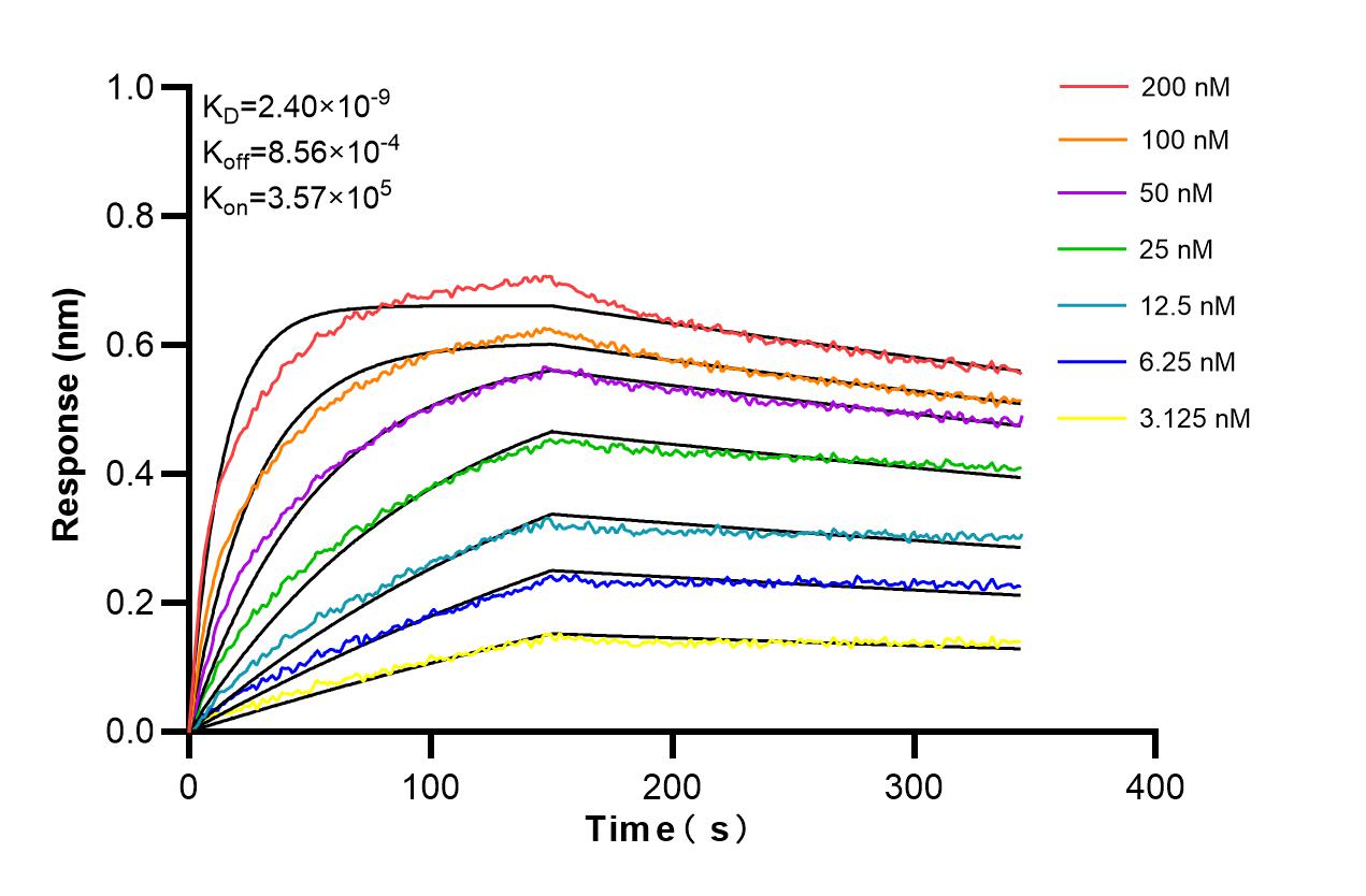 Affinity and Kinetic Characterization of 86236-1-RR
