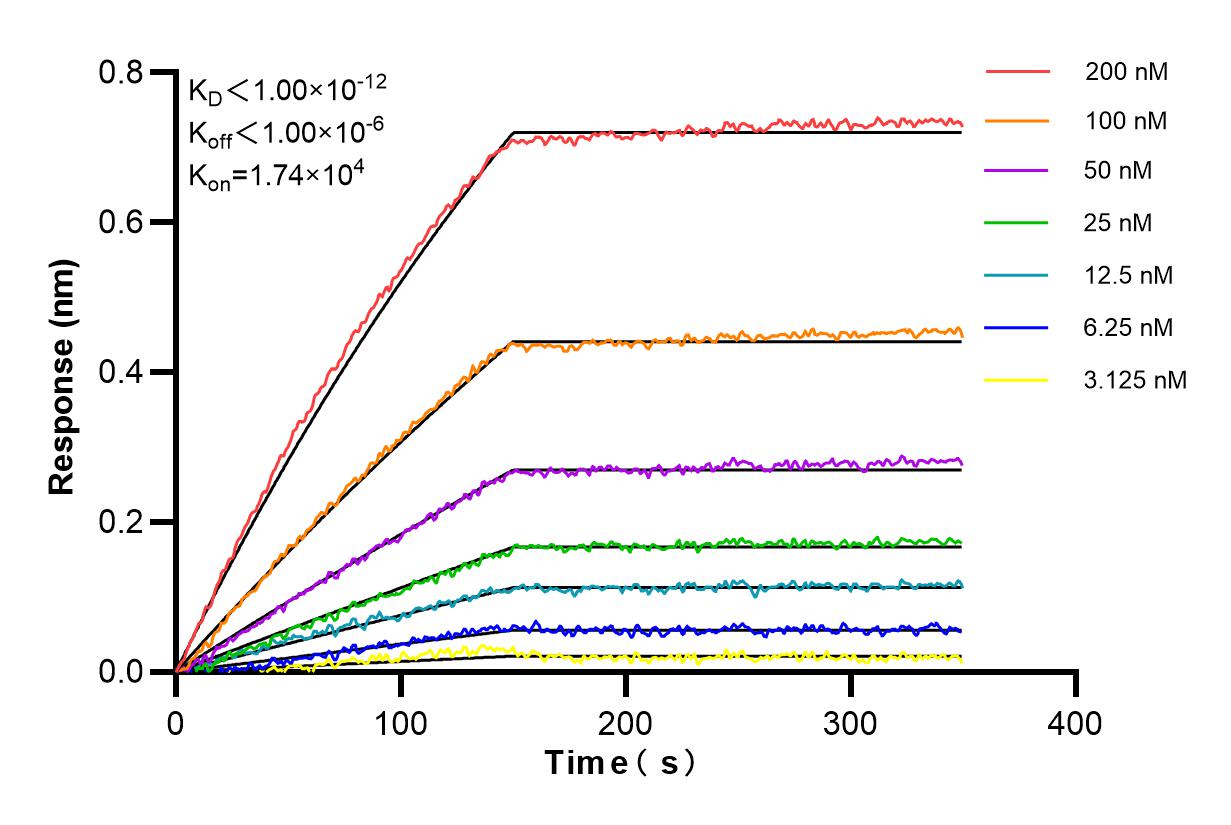Biolayer interferometry (BLl) kinetic assays of 86240-1-RR against Human G6PD were performed. The affinity constant is below 1 pM. Affinity and Kinetic Characterization of 86240-1-RR