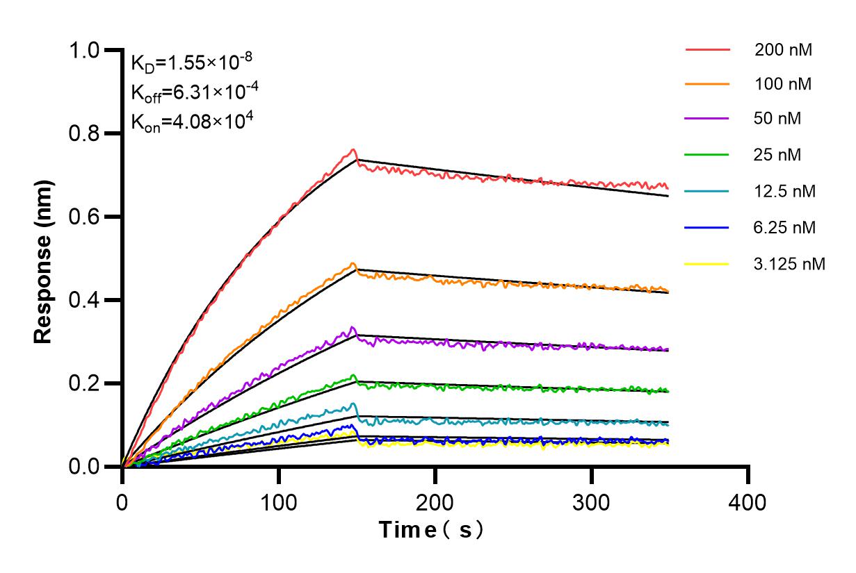Affinity and Kinetic Characterization of 86240-2-RR