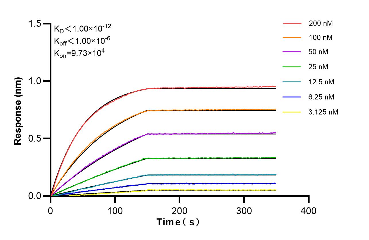 Biolayer interferometry (BLl) kinetic assays of 86245-1-RR against Human CYBRD1 were performed. The affinity constant is below 1 pM. Affinity of 86245-1-RR