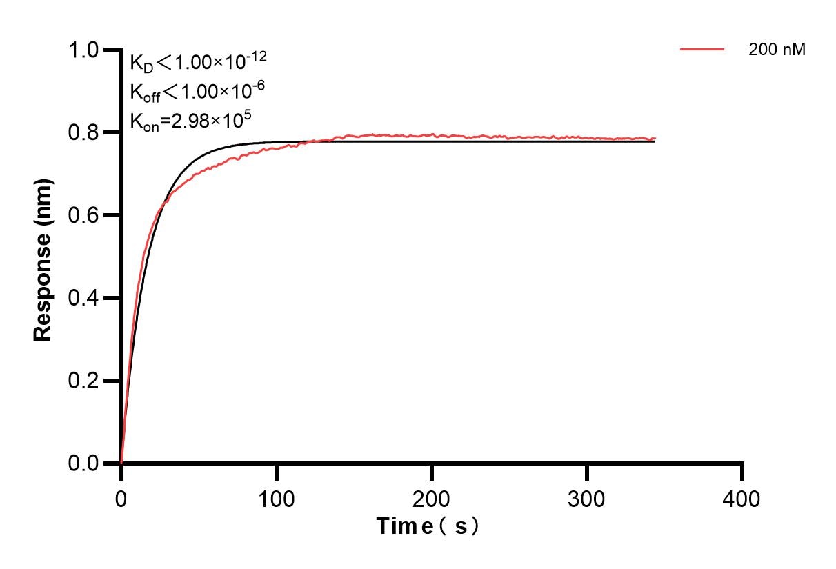 Biolayer interferometry (BLl) kinetic assay of 86273-2-PBS against Human Transthyretin was performed. The affinity constant is below 1 pM. Affinity of 86273-2-PBS