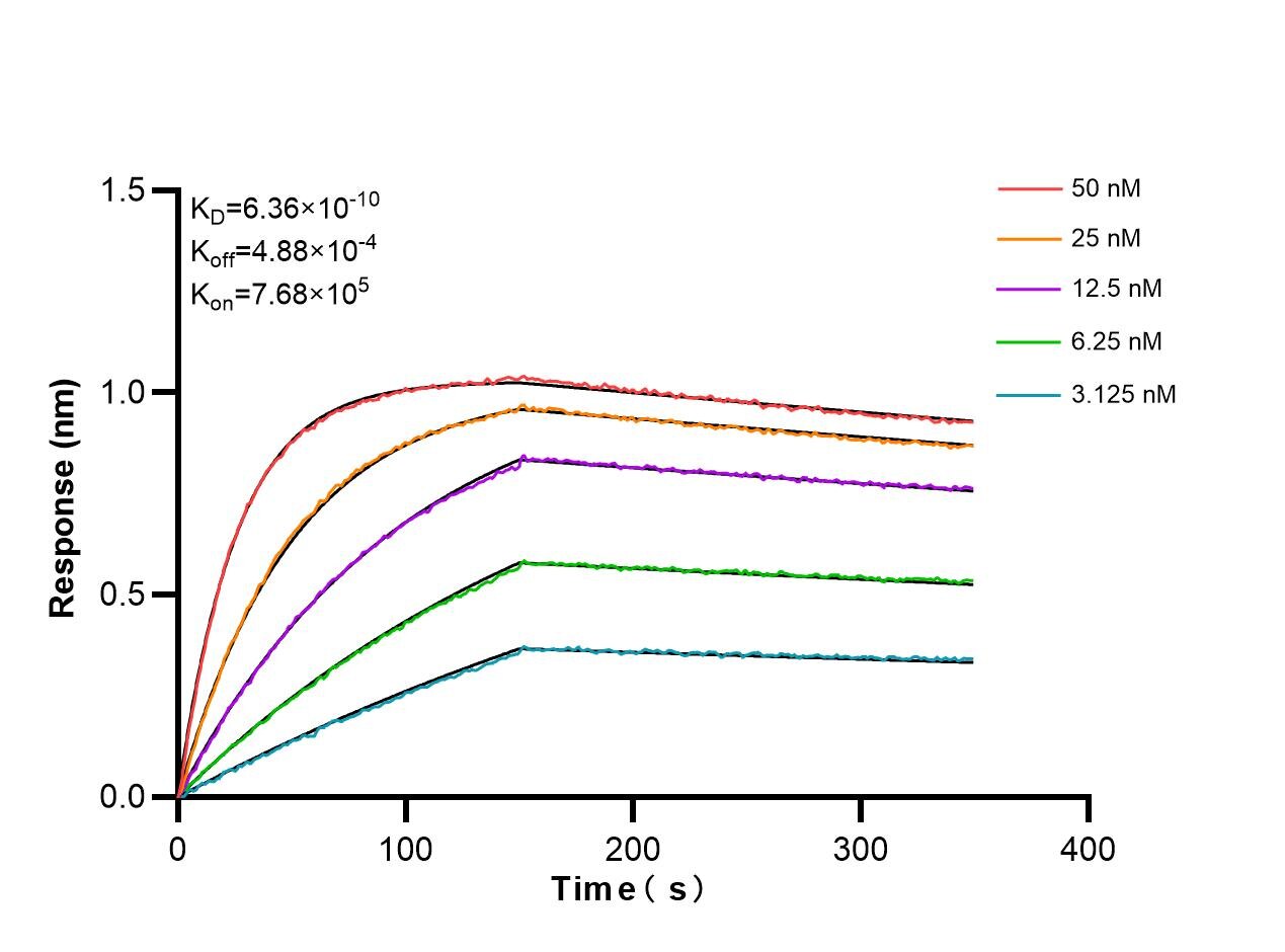 Biolayer interferometry (BLl) kinetic assays of 86291-2-RR against Human LONP2 were performed. The affinity constant is 0.636 nM. Affinity and Kinetic Characterization of 86291-2-RR