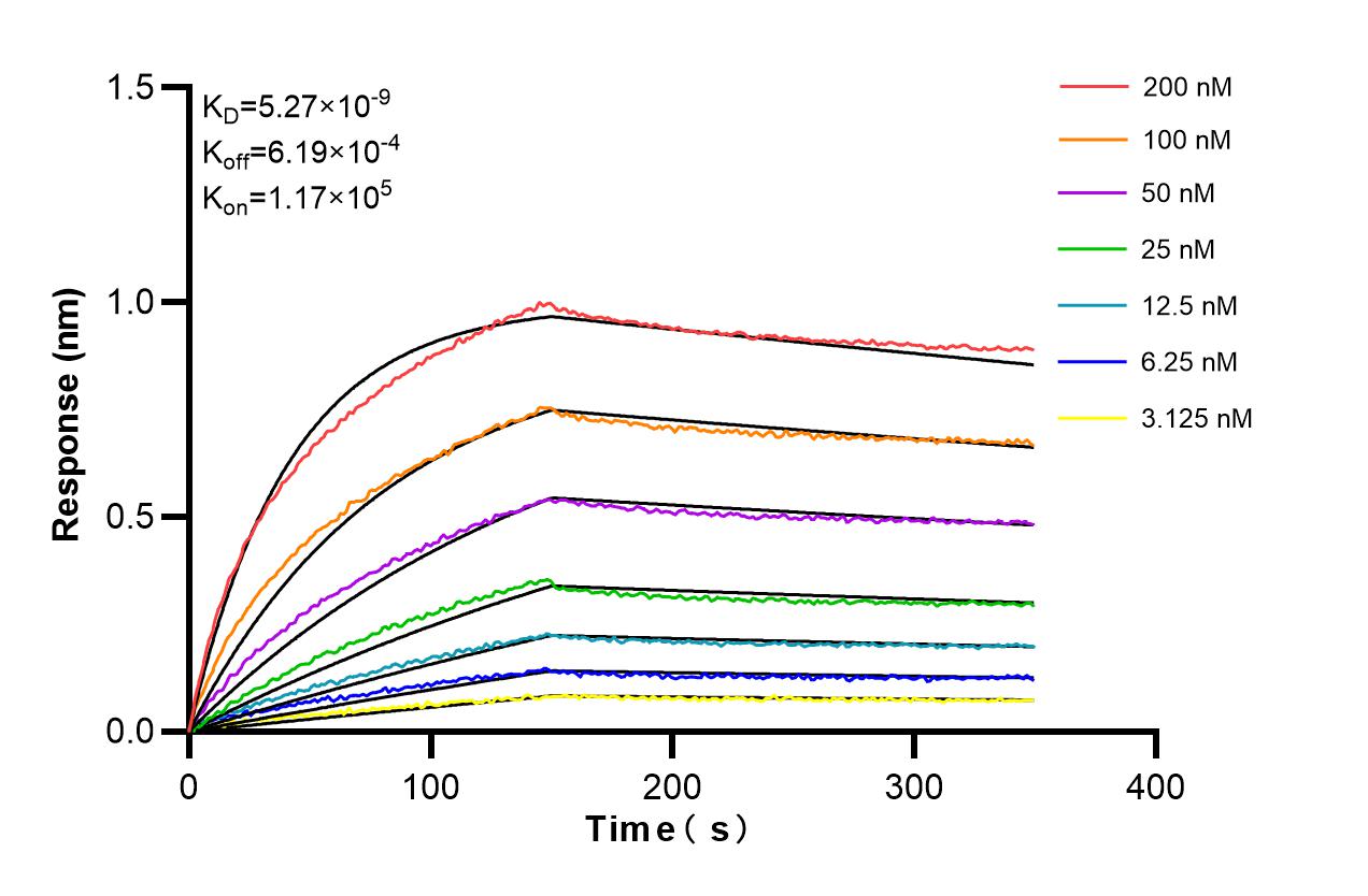 Affinity and Kinetic Characterization of 86299-3-RR