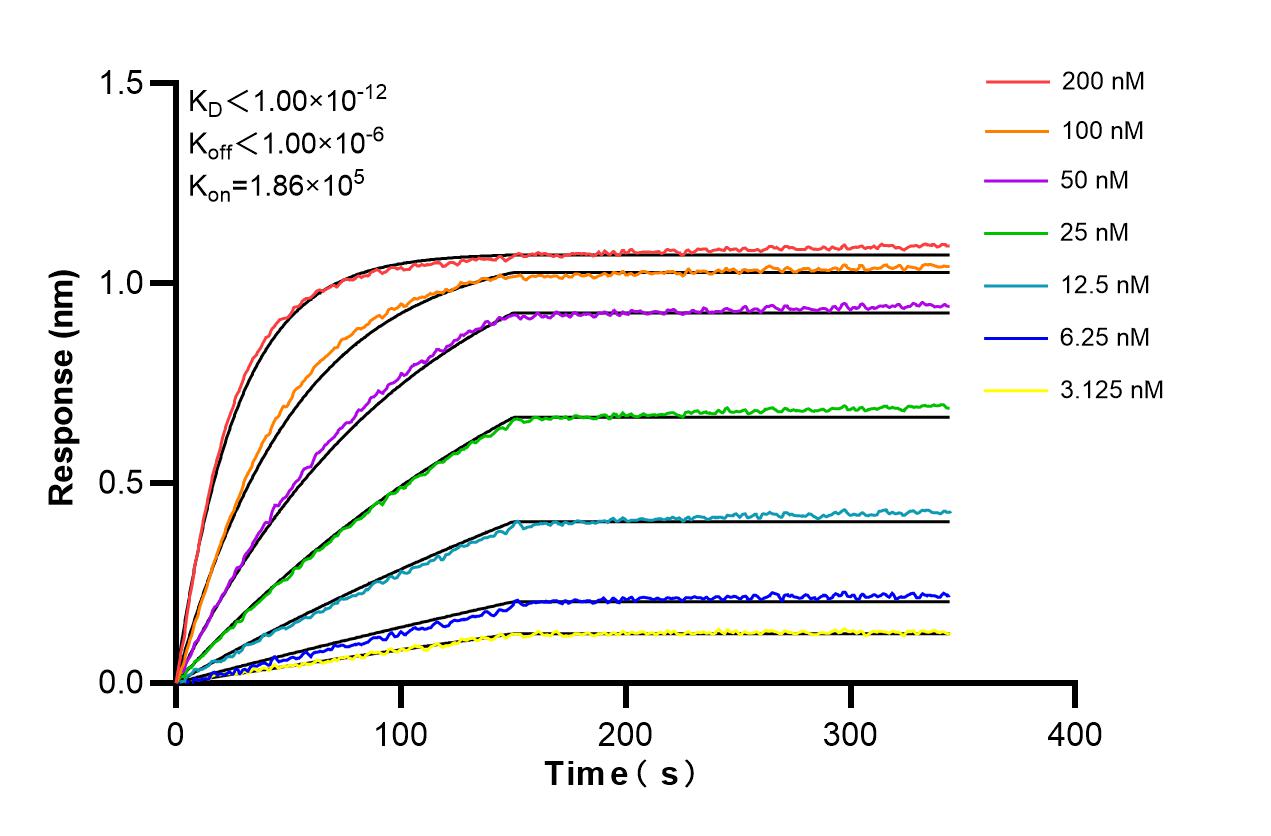 Affinity and Kinetic Characterization of 86302-1-RR