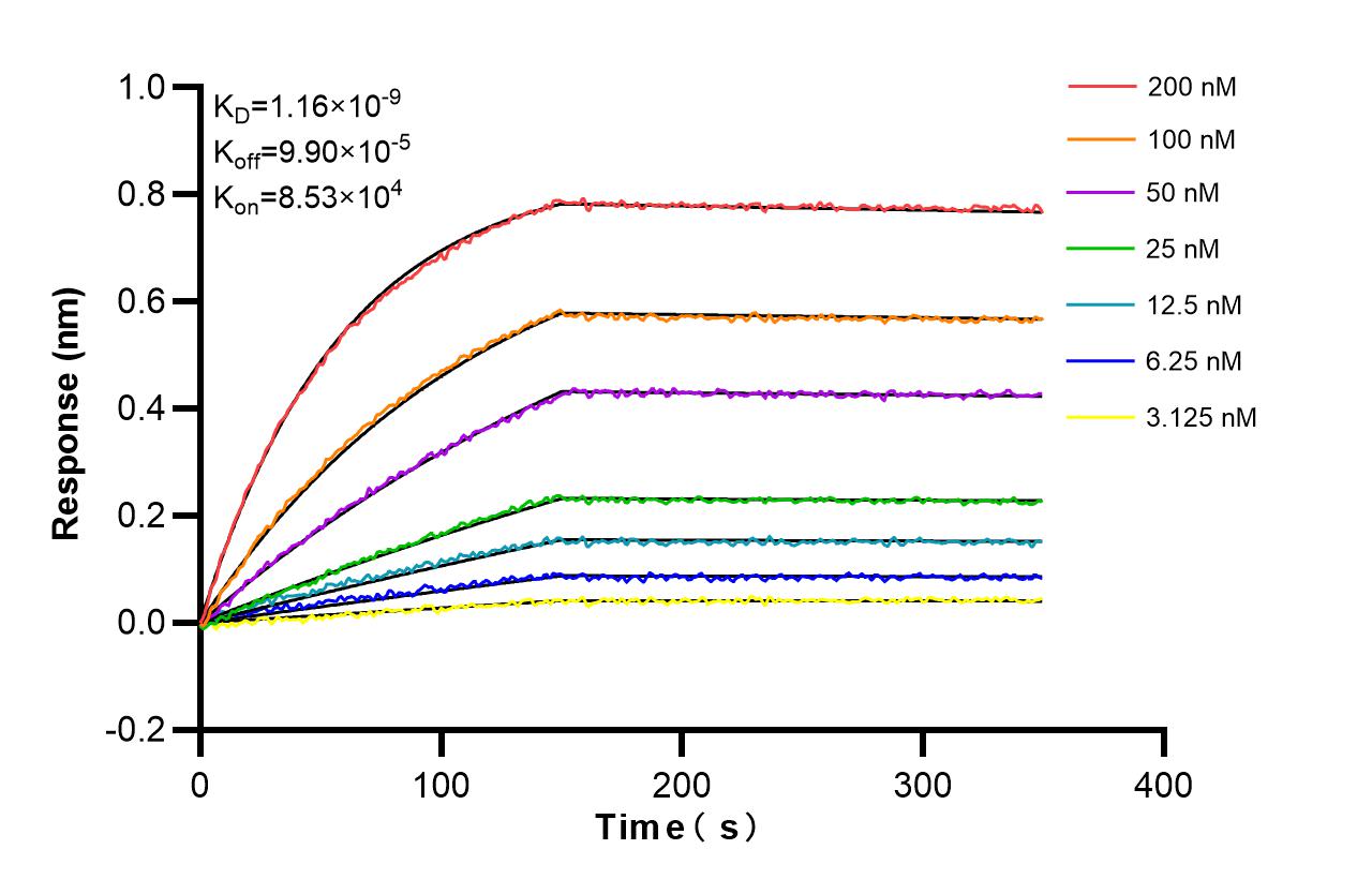 Affinity and Kinetic Characterization of 86332-1-RR