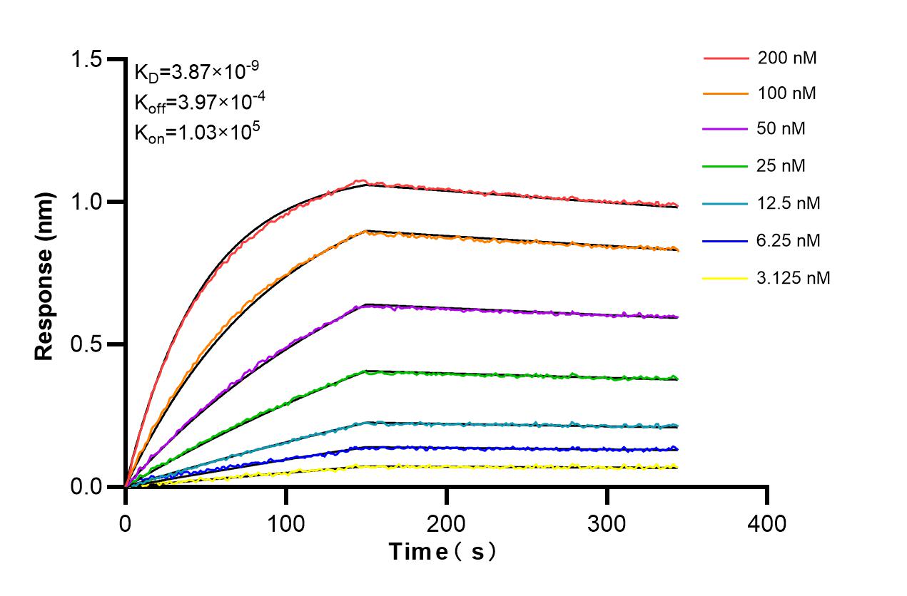 Affinity and Kinetic Characterization of 86336-1-RR