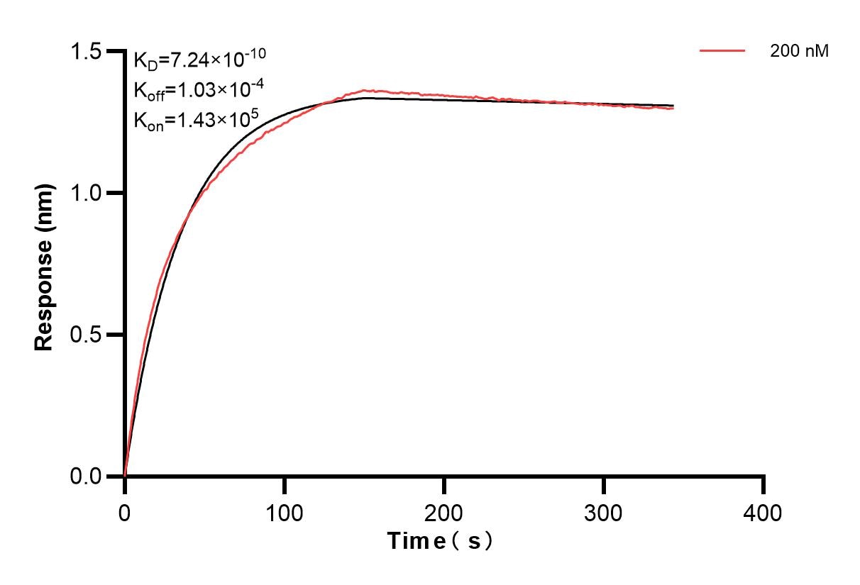 Affinity and Kinetic Characterization of 86342-4-PBS Affinity and Kinetic Characterization of 86342-4-PBS
