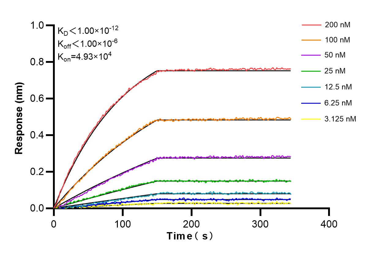 Affinity and Kinetic Characterization of 86343-2-RR
