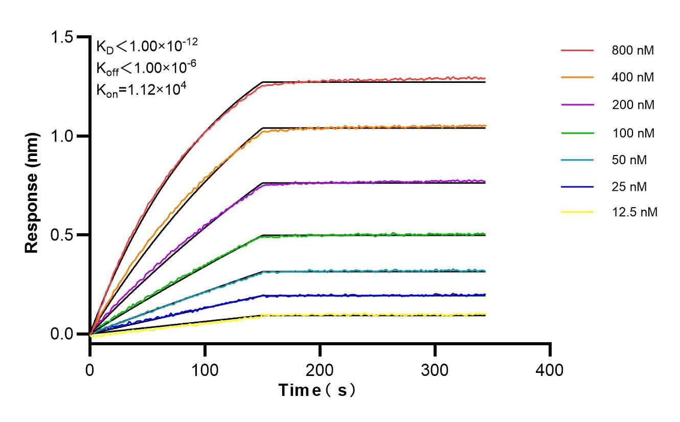 Affinity and Kinetic Characterization of 86367-1-RR
