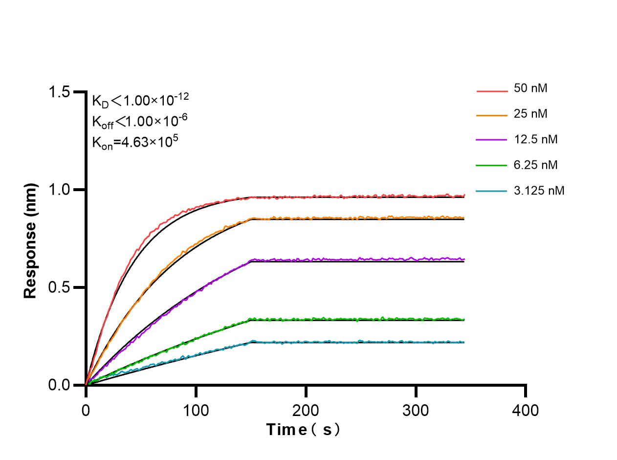 Affinity and Kinetic Characterization of 86379-1-RR