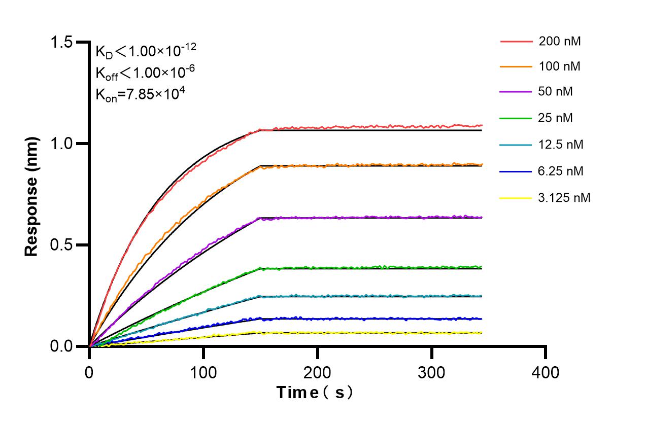 Biolayer interferometry (BLl) kinetic assays of 86405-1-RR against Human PGCP were performed. The affinity constant is below 1 pM. Affinity and Kinetic Characterization of 86405-1-RR