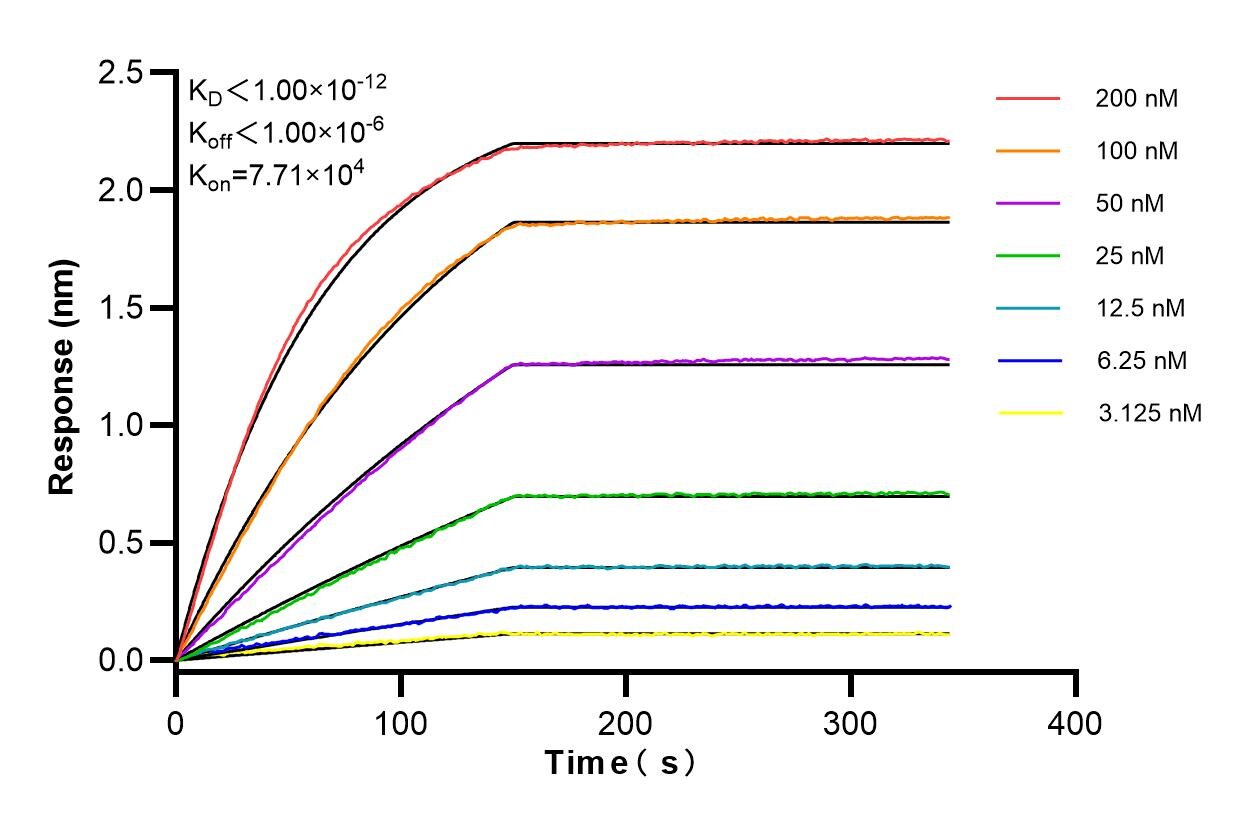 Affinity and Kinetic Characterization of 86429-5-RR