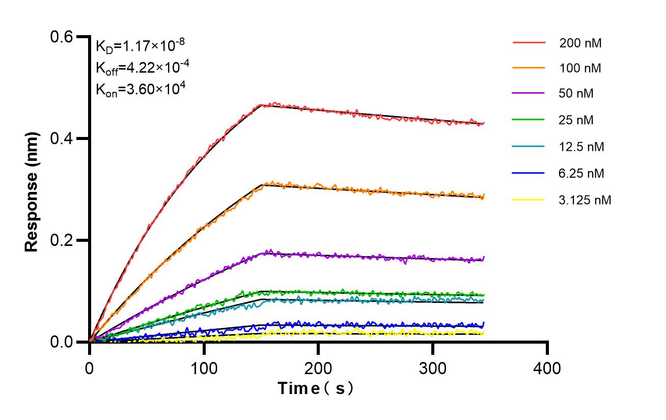 Affinity and Kinetic Characterization of 86446-1-RR