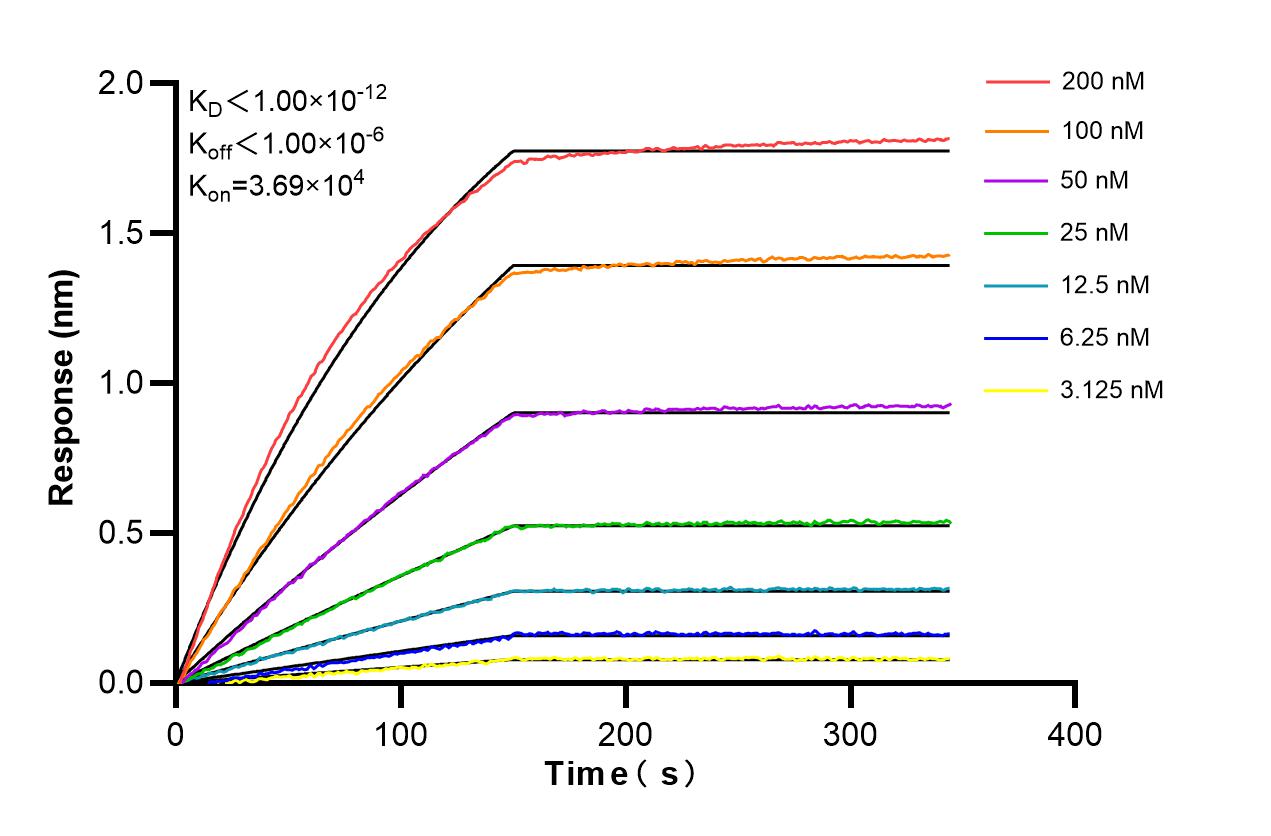 Affinity and Kinetic Characterization of 86455-1-RR