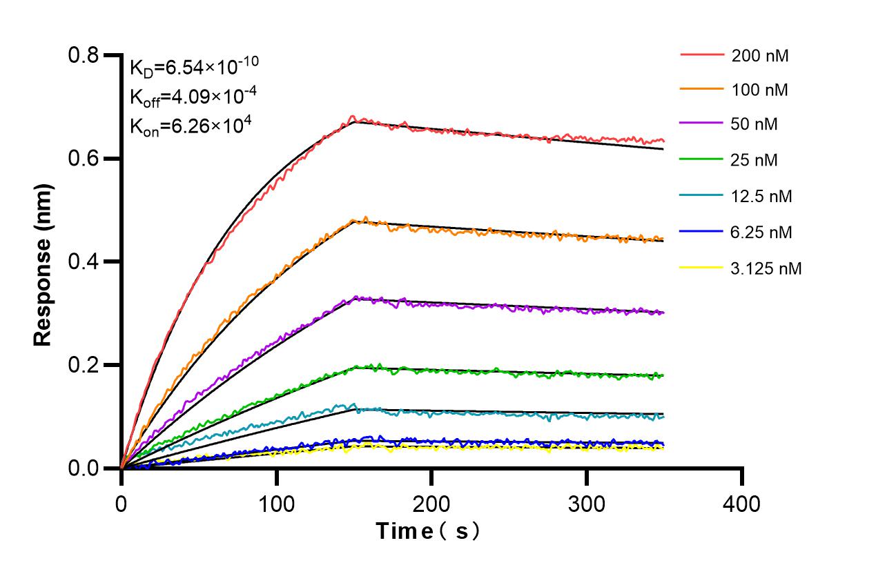 Affinity and Kinetic Characterization of 86461-2-RR
