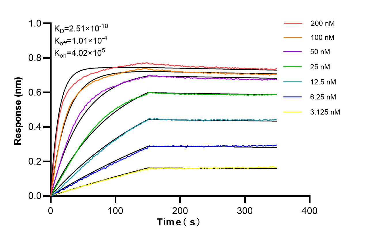 Affinity of 86463-4-RR Affinity of 86463-4-RR