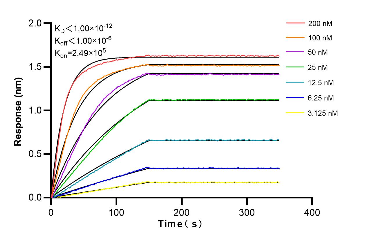Affinity and Kinetic Characterization of 86464-1-RR Affinity and Kinetic Characterization of 86464-1-RR