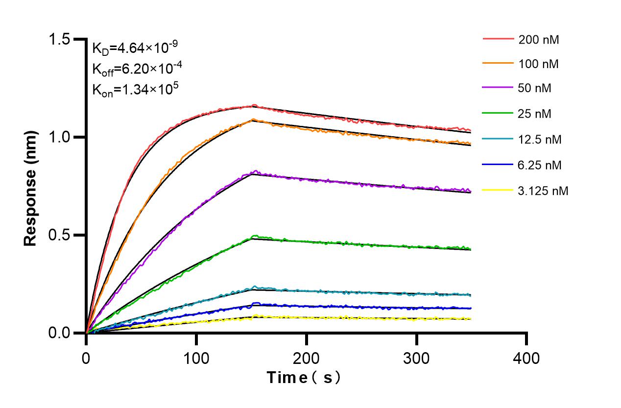 Affinity and Kinetic Characterization of 86473-3-RR
