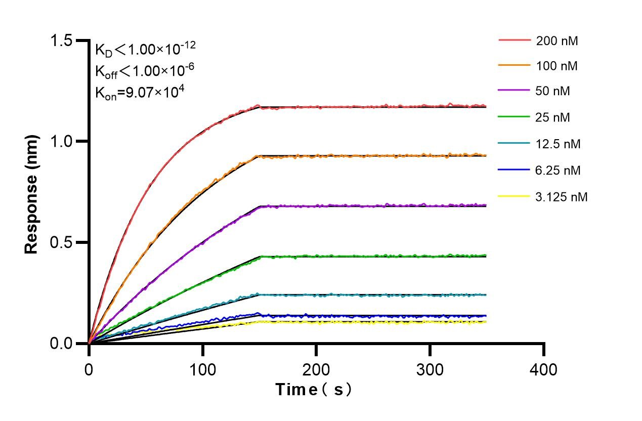 Affinity and Kinetic Characterization of 86485-1-RR