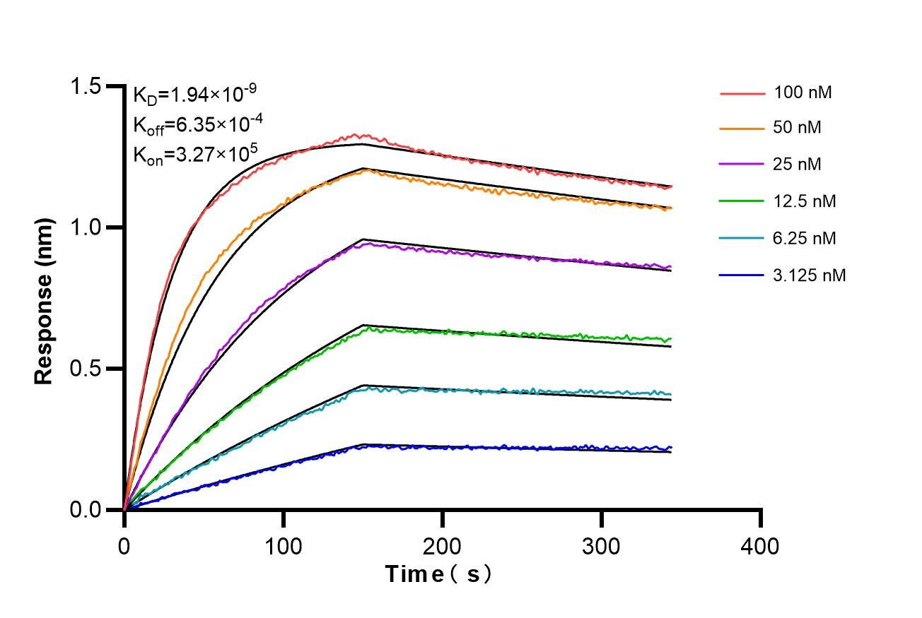 Biolayer interferometry (BLl) kinetic assays of 86486-1-RR against Human MYST2 were performed. The affinity constant is 1.94 nM. Affinity and Kinetic Characterization of 86486-1-RR