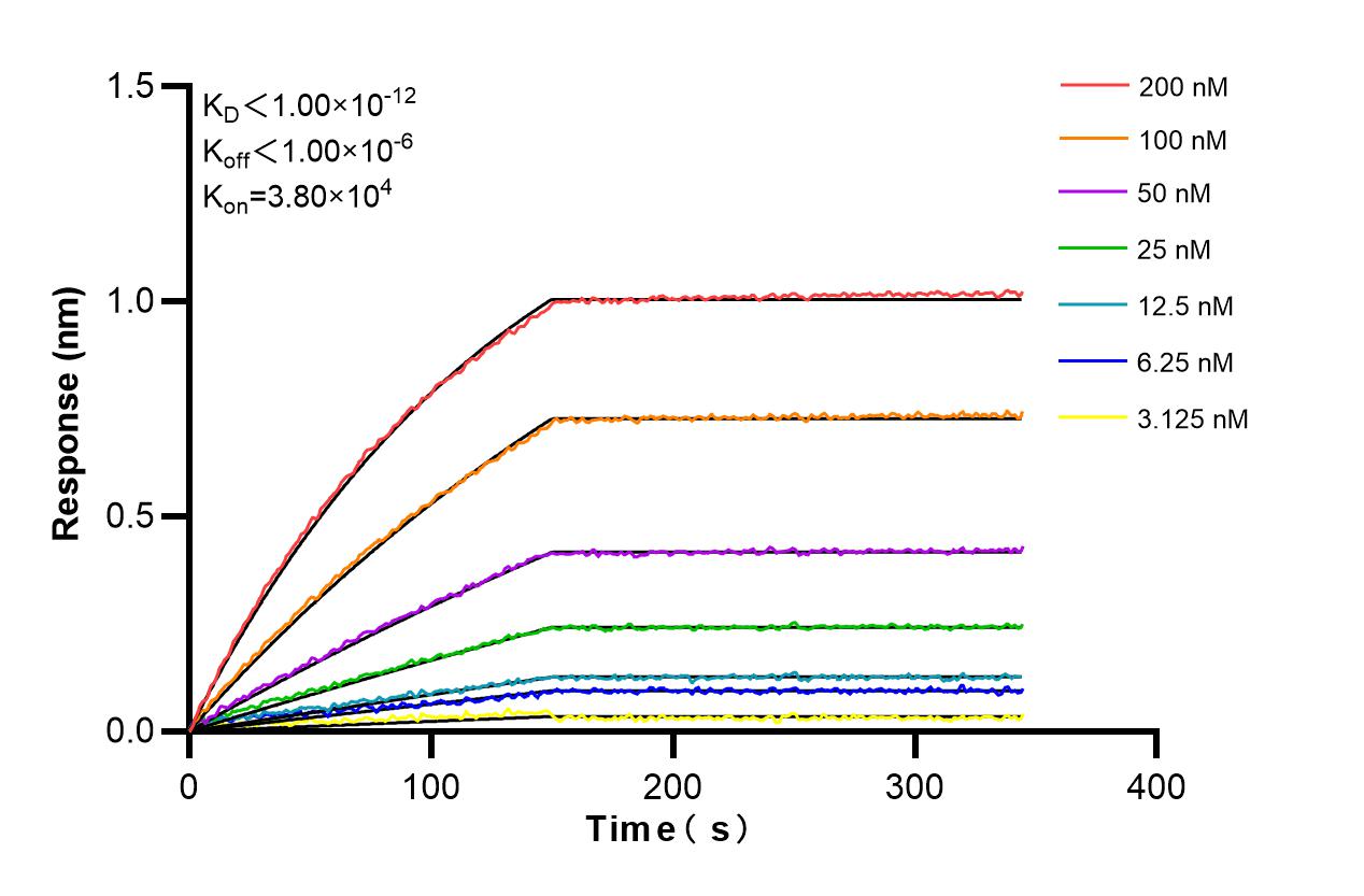 Affinity and Kinetic Characterization of 86487-1-RR