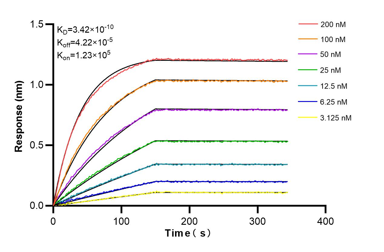 Affinity and Kinetic Characterization of 86504-3-RR