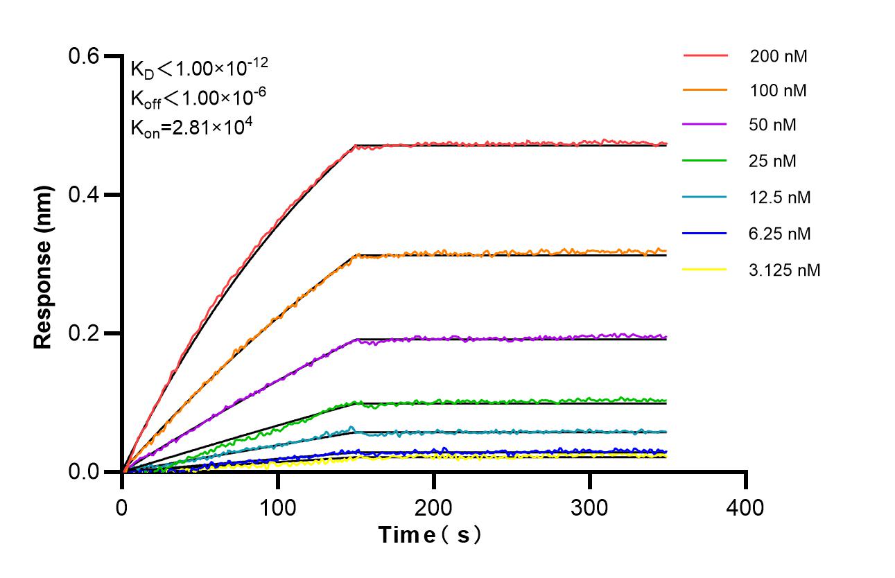 Biolayer interferometry (BLl) kinetic assays of 86517-1-RR against Human KLK11 were performed. The affinity constant is below 1 pM. Affinity of 86517-1-RR