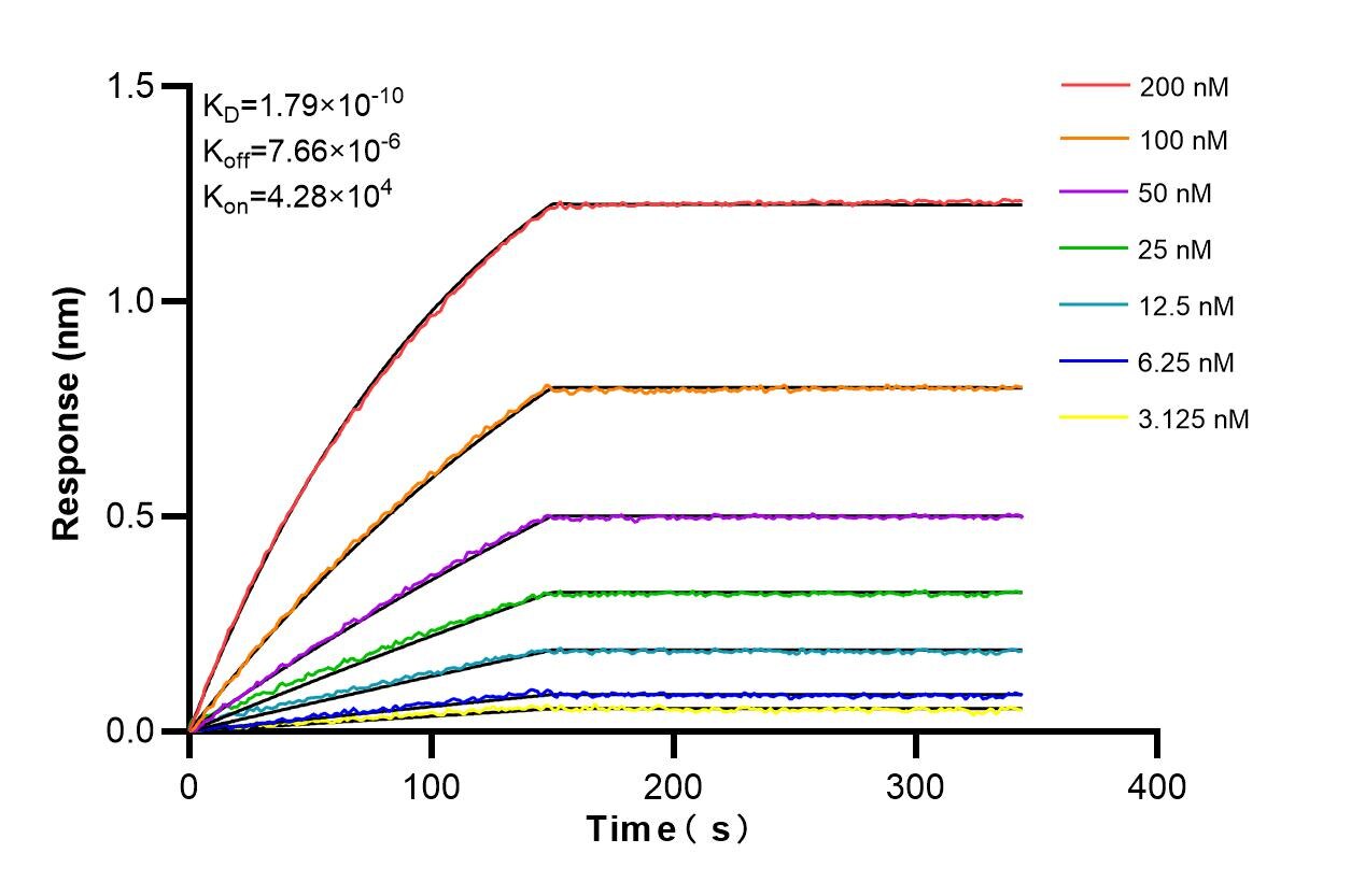 Affinity and Kinetic Characterization of 86518-1-RR
