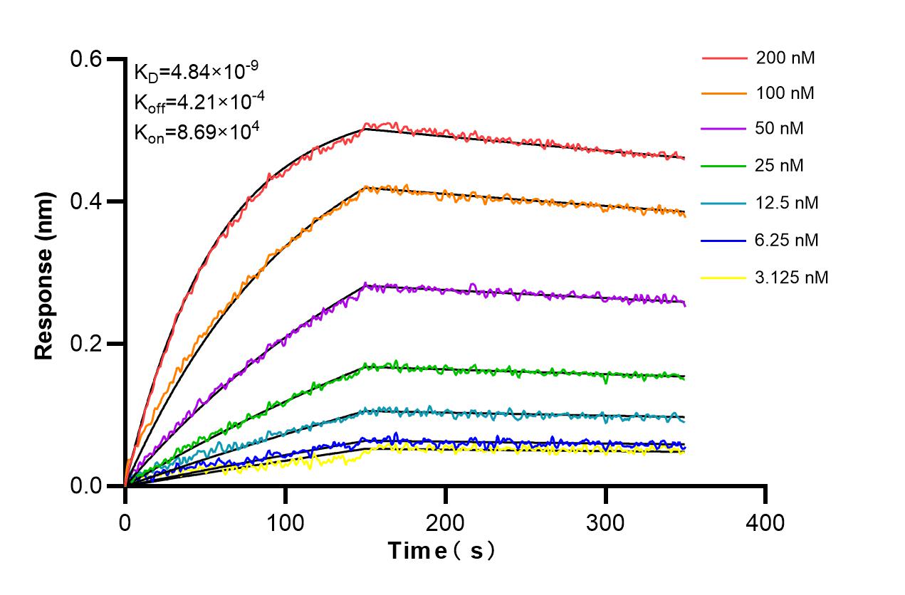 Affinity and Kinetic Characterization of 86540-5-RR