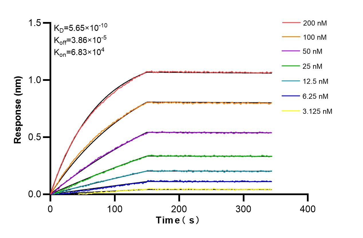 Affinity and Kinetic Characterization of 86543-3-RR