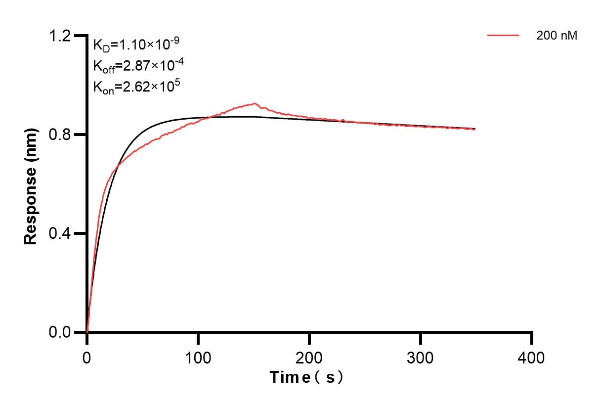 Biolayer interferometry (BLl) kinetic assay of 86545-2-PBS against Mouse Ccl6 was performed. The affinity constant is 1.10 nM. Affinity of 86545-2-PBS