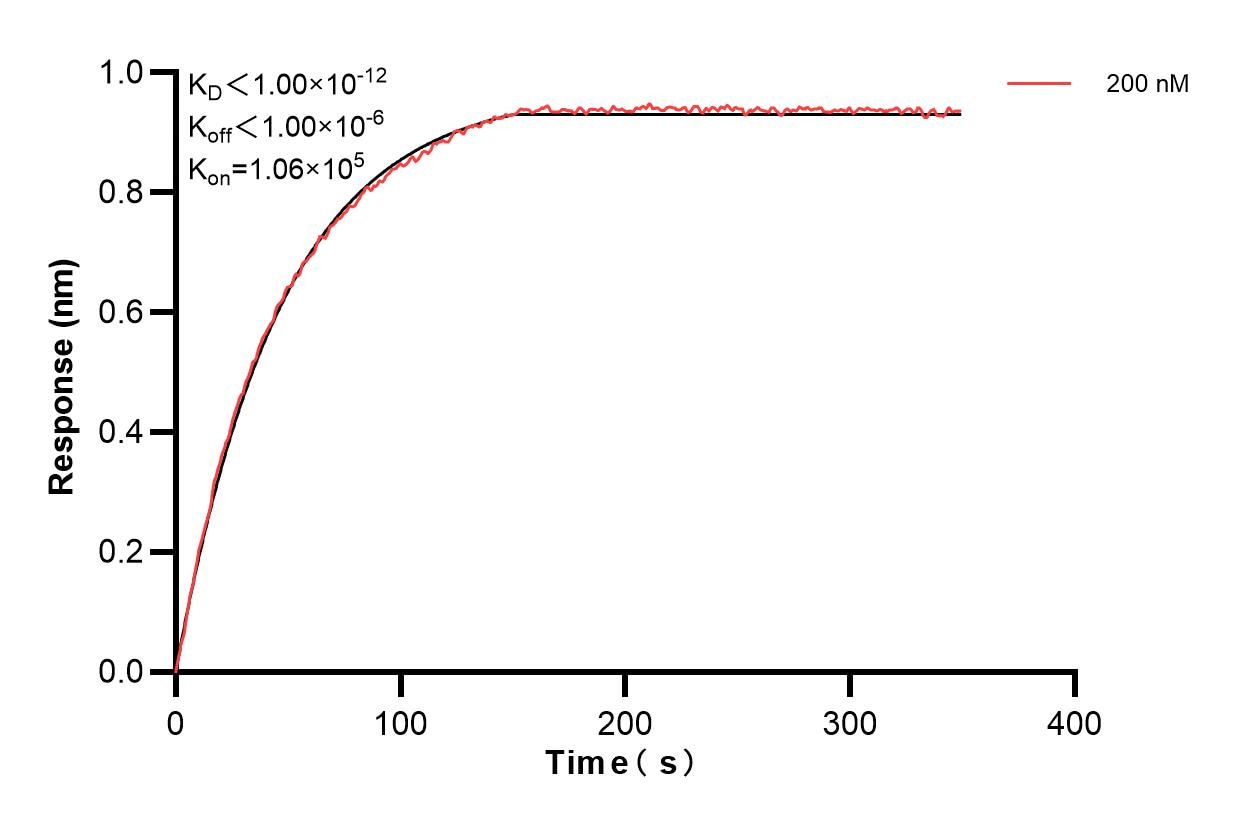 Affinity and Kinetic Characterization of 86555-1-PBS