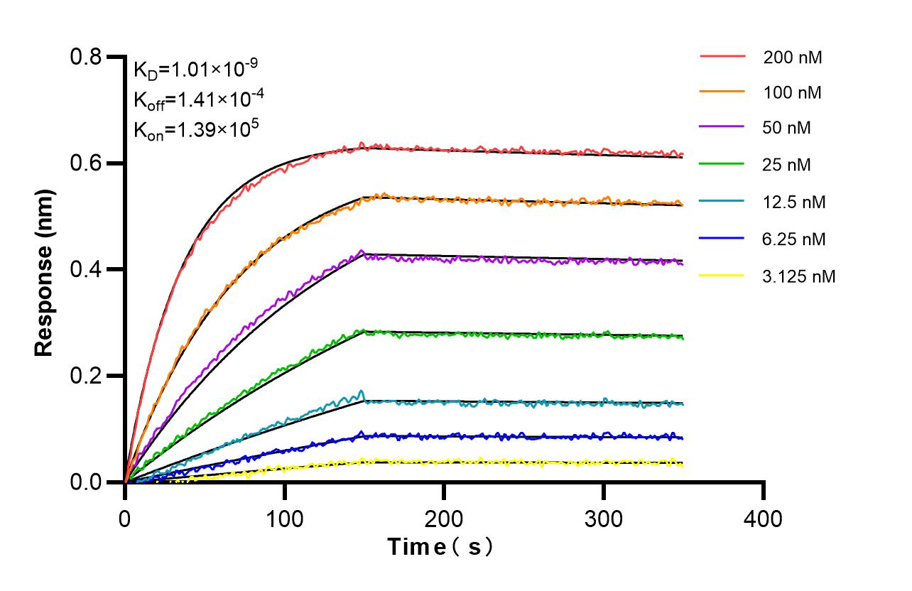 Affinity and Kinetic Characterization of 86568-2-RR