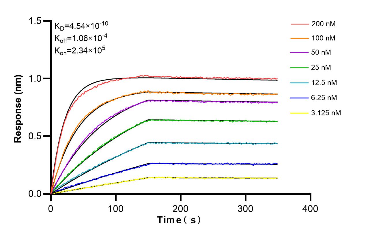 Biolayer interferometry (BLl) kinetic assays of 86580-1-RR against Human Syntaxin 8 were performed. The affinity constant is 0.454 nM. Affinity and Kinetic Characterization of 86580-1-RR