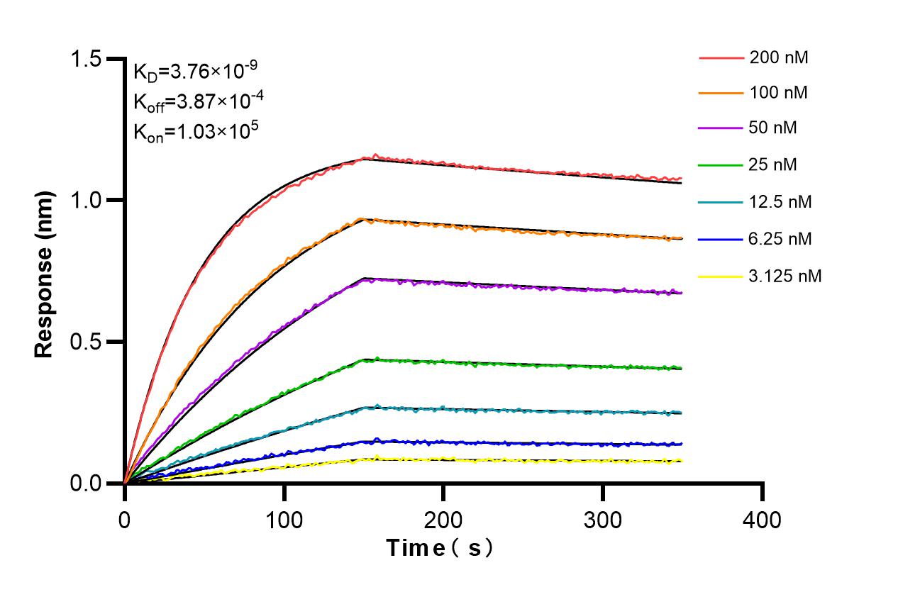 Biolayer interferometry (BLl) kinetic assays of 86587-1-RR against Human GLRX3 were performed. The affinity constant is 3.76 nM. Affinity and Kinetic Characterization of 86587-1-RR