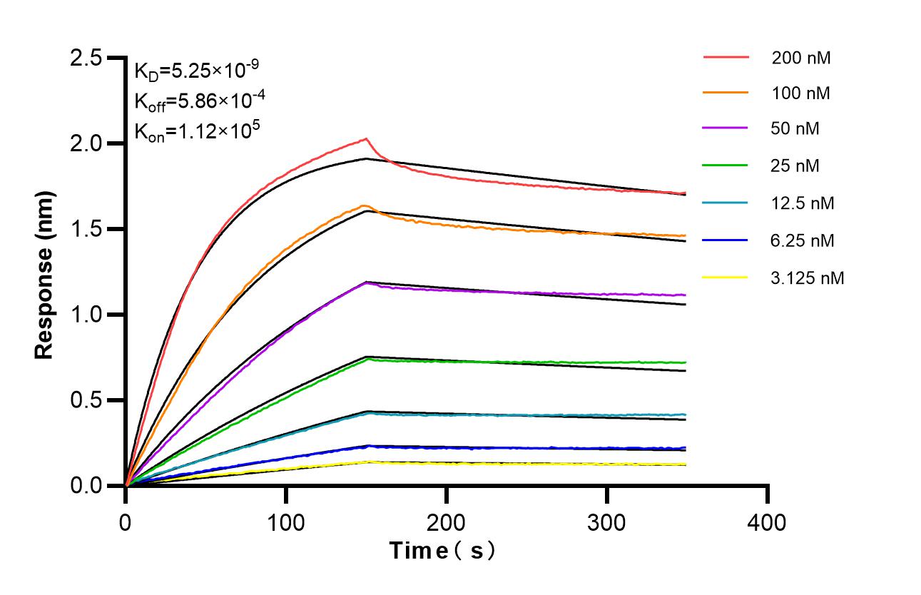 Biolayer interferometry (BLl) kinetic assays of 86588-2-RR against Human CD32 were performed. The affinity constant is 5.25 nM. Affinity of 86588-2-RR