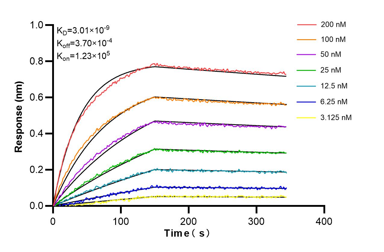 Affinity and Kinetic Characterization of 86599-1-RR