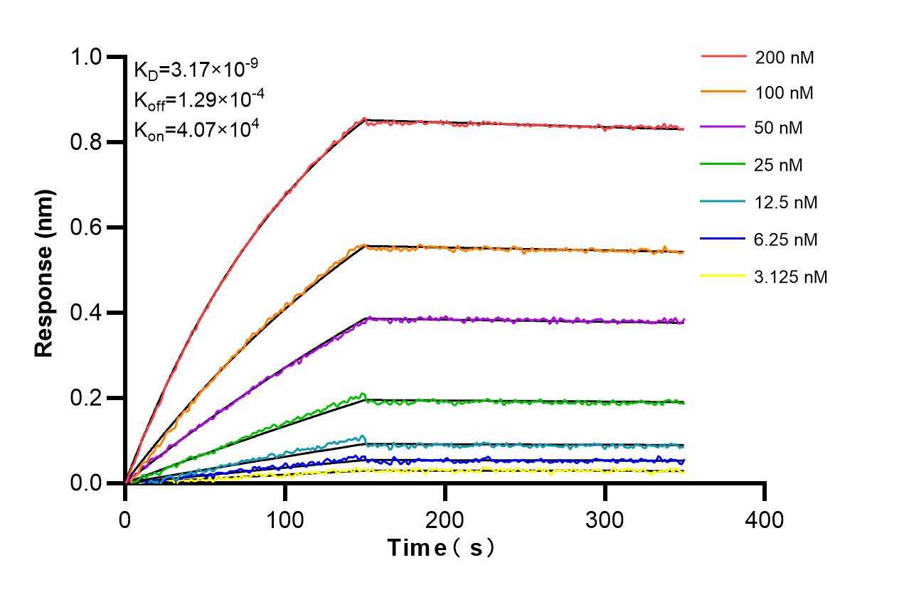 Affinity and Kinetic Characterization of 86604-3-RR