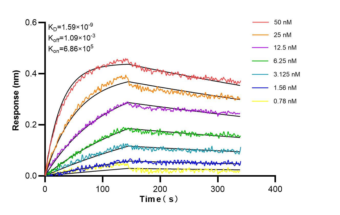 Affinity and Kinetic Characterization of 86633-2-RR Affinity and Kinetic Characterization of 86633-2-RR