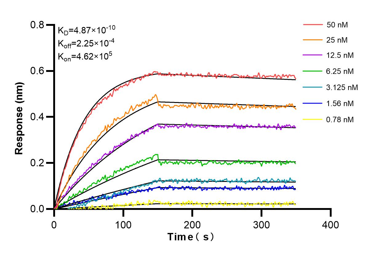 Affinity and Kinetic Characterization of 86638-1-RR