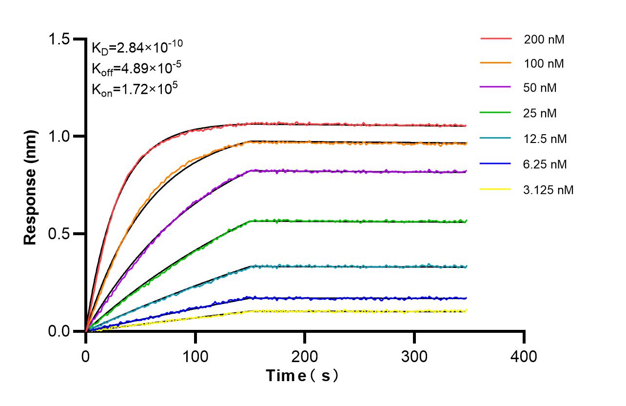 Affinity and Kinetic Characterization of 86643-1-RR Affinity and Kinetic Characterization of 86643-1-RR