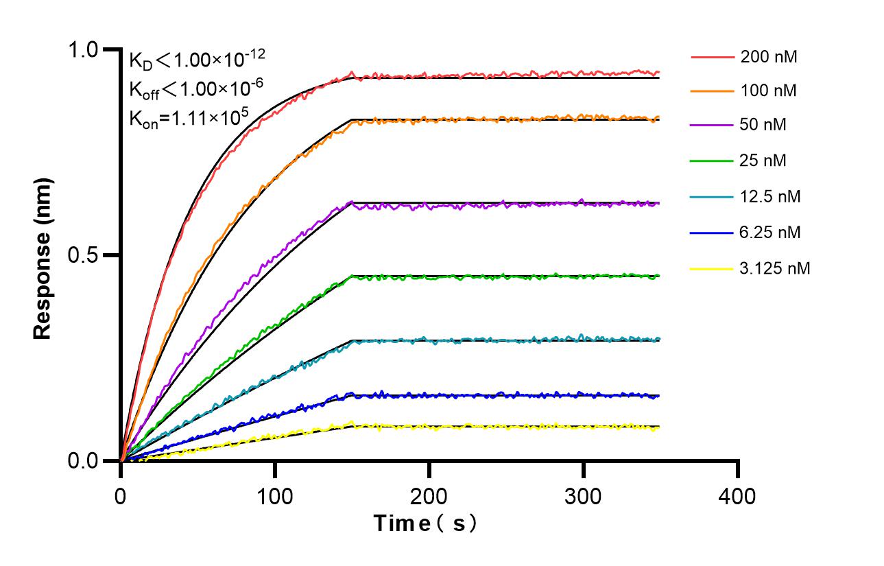 Affinity and Kinetic Characterization of 86645-1-RR