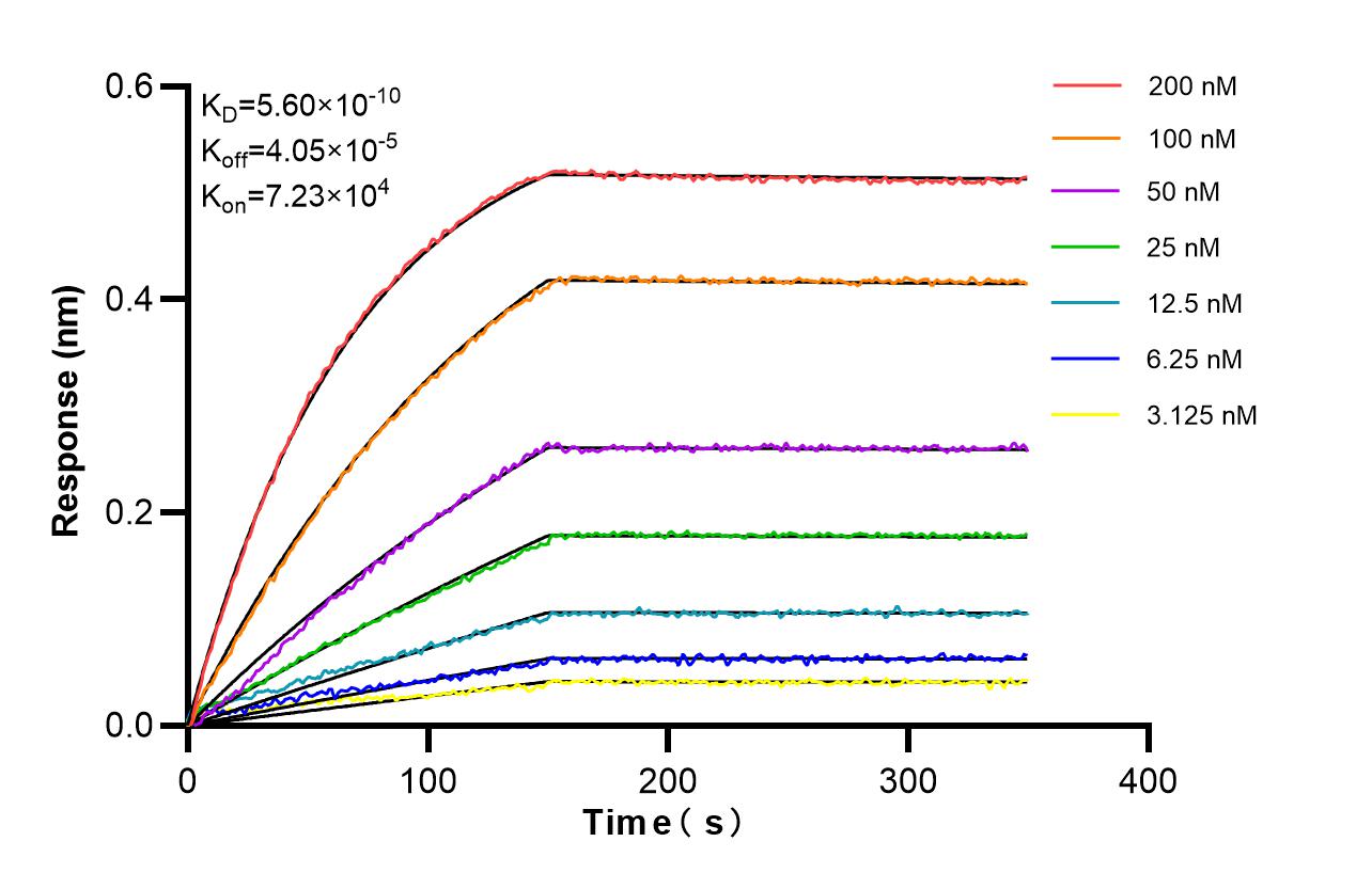Affinity of 86648-2-RR Affinity of 86648-2-RR