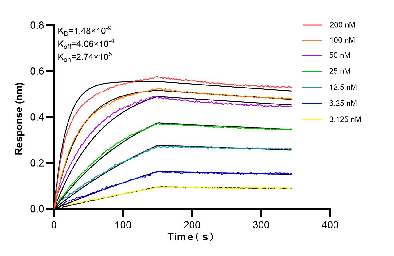 Affinity of 86654-3-RR Affinity of 86654-3-RR