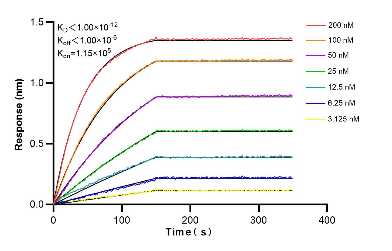 Affinity and Kinetic Characterization of 86676-1-RR Affinity and Kinetic Characterization of 86676-1-RR