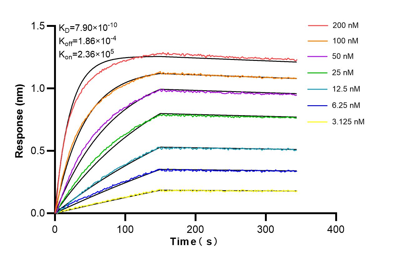 Affinity and Kinetic Characterization of 86688-1-RR