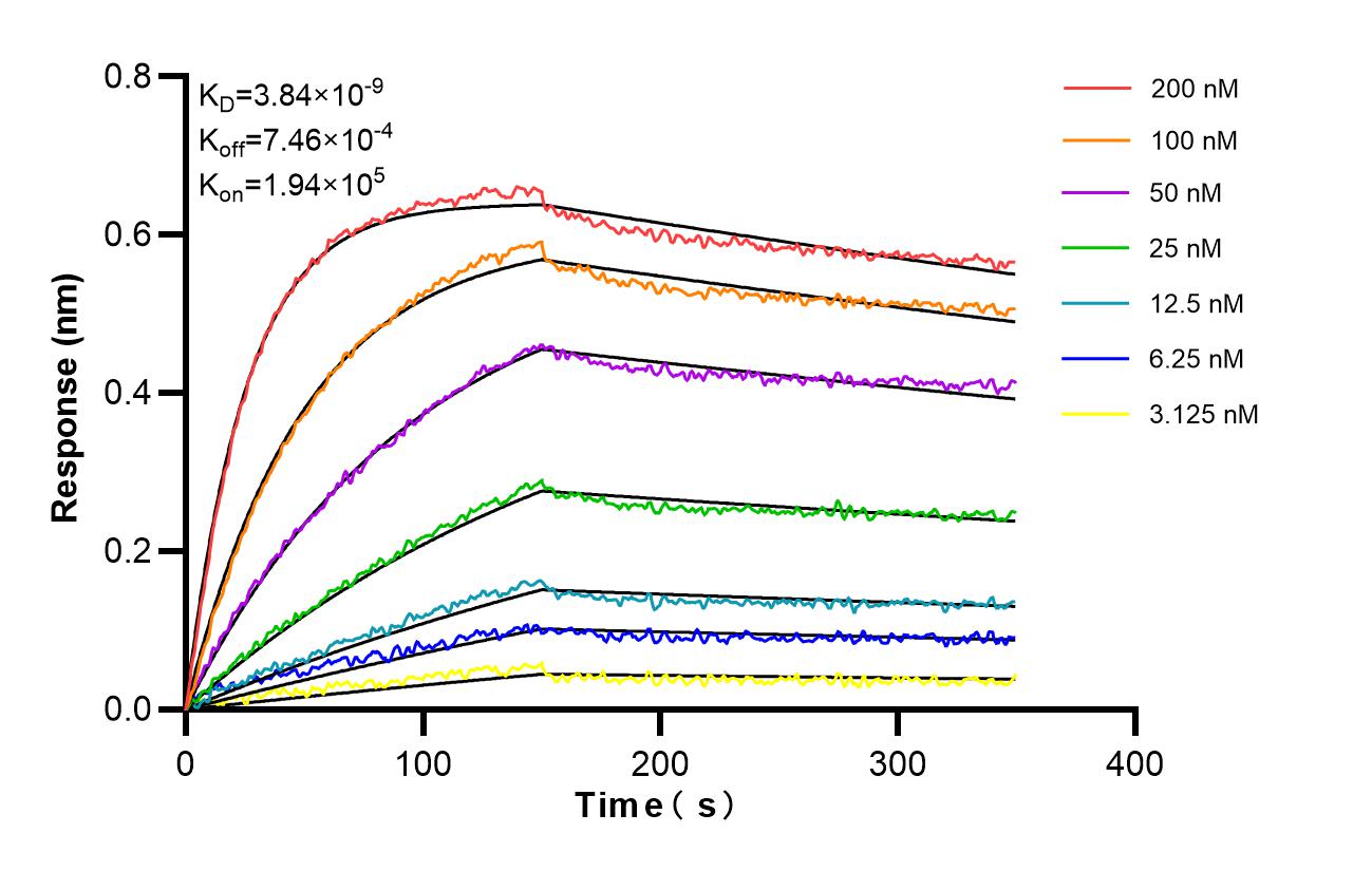 Affinity and Kinetic Characterization of 86696-1-RR Affinity and Kinetic Characterization of 86696-1-RR