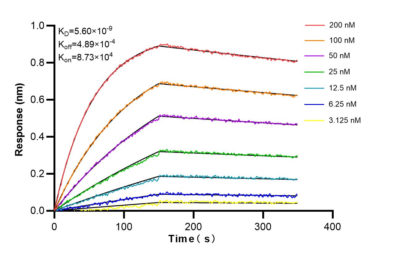 Affinity and Kinetic Characterization of 86708-1-RR Affinity and Kinetic Characterization of 86708-1-RR