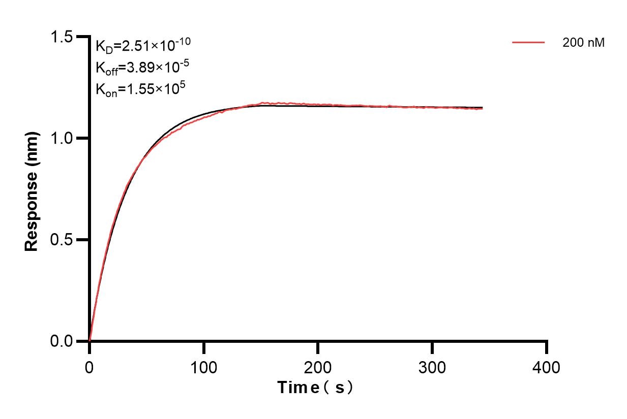 Biolayer interferometry (BLl) kinetic assay of 86708-3-PBS against Human GSTP1 were performed. The affinity constant is 0.251 nM. Affinity of 86708-3-PBS